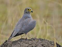 Grey Kestrel