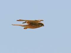 Common Kestrel