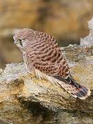 Common Kestrel