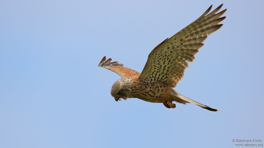 Common Kestrel male adult