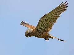 Common Kestrel