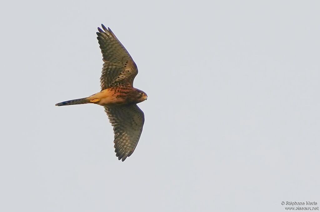 Common Kestrel