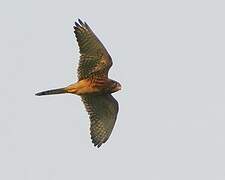 Common Kestrel