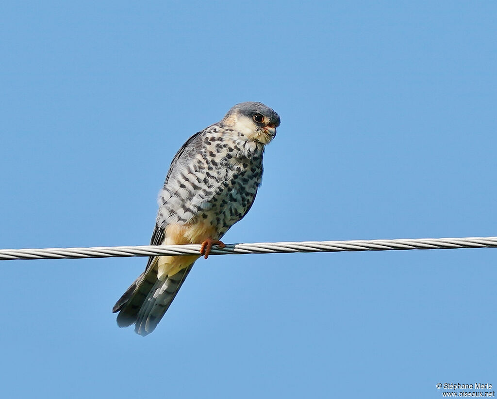 Amur Falconadult