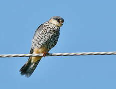 Amur Falcon