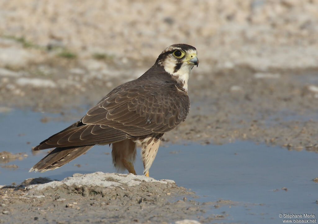 Lanner Falconadult