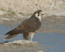 Lanner Falcon