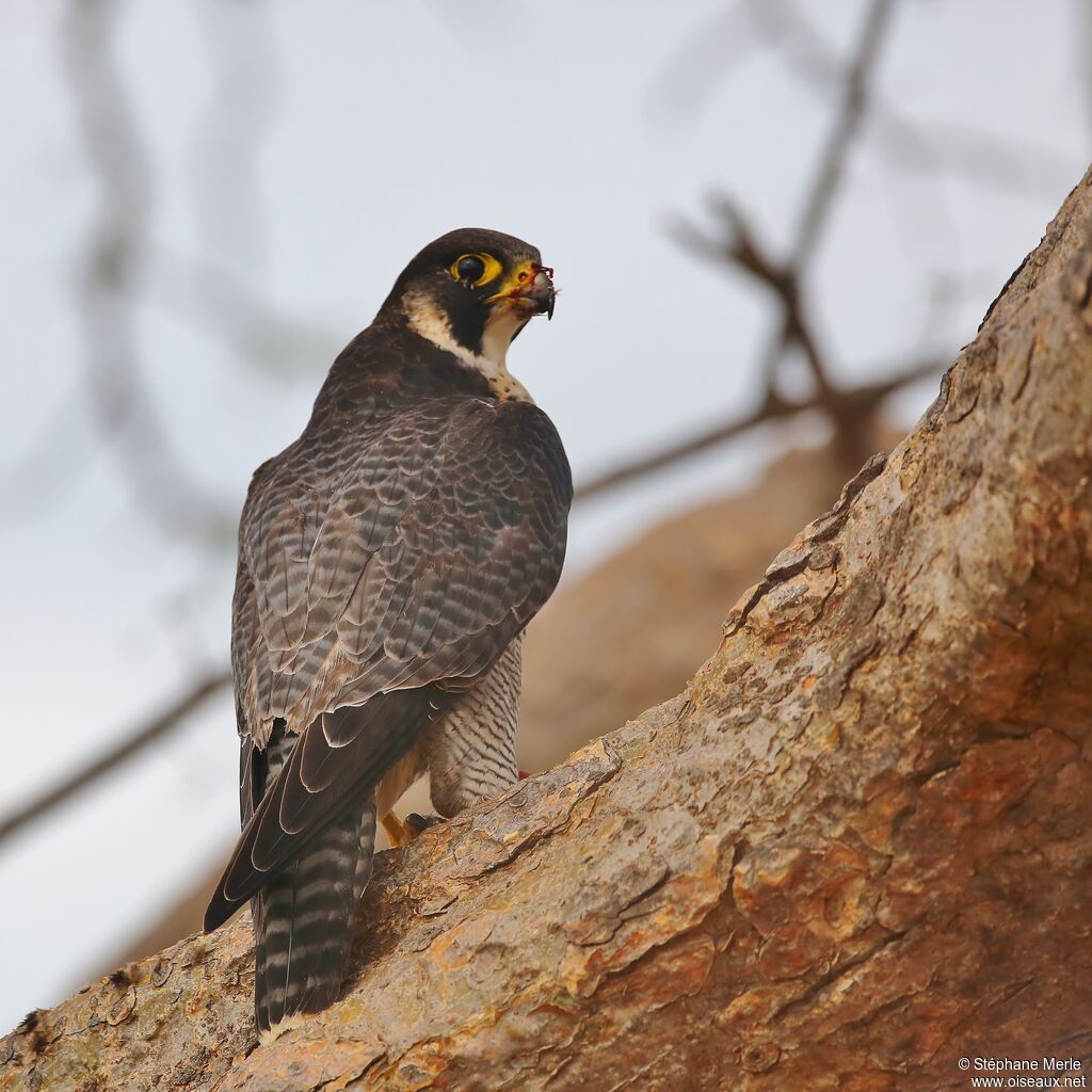 Peregrine Falconadult