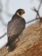 Peregrine Falcon