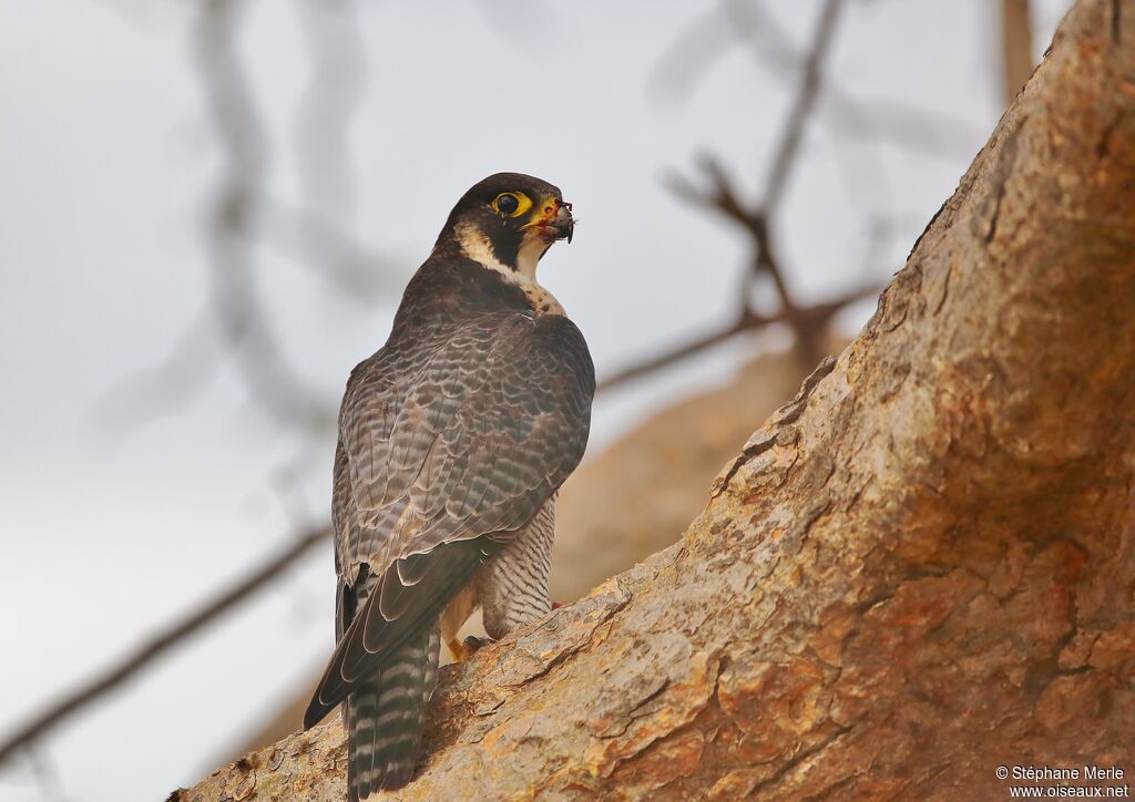 Peregrine Falconadult