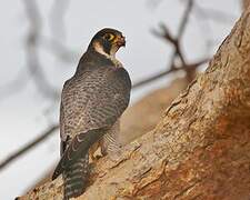 Peregrine Falcon