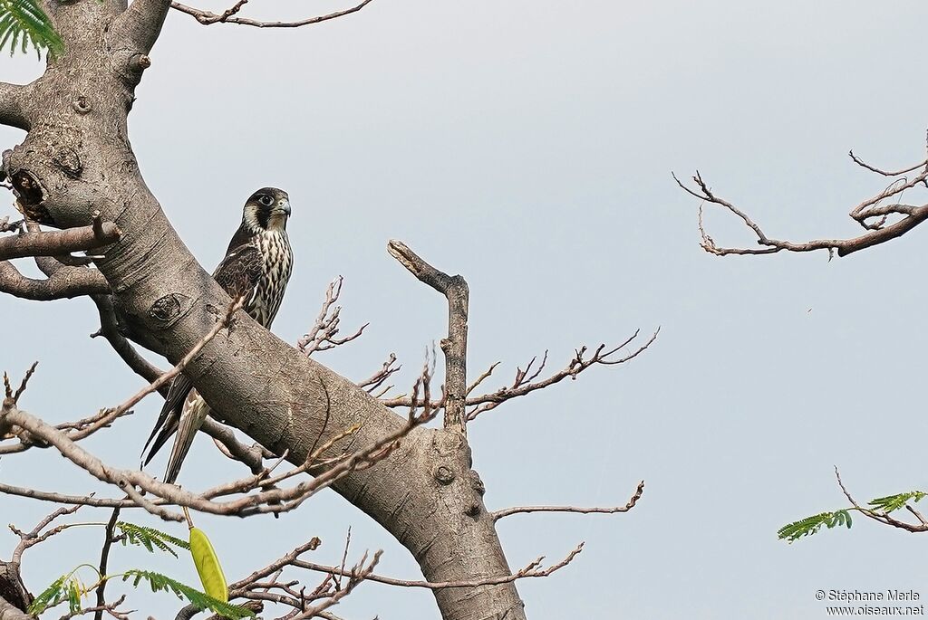 Peregrine Falcon