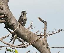 Peregrine Falcon