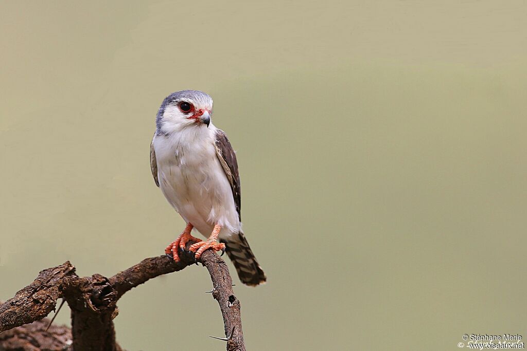 Pygmy Falconadult