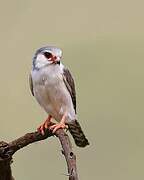 Pygmy Falcon