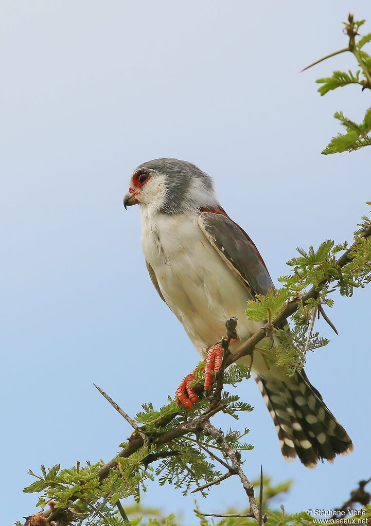 Fauconnet d'Afriqueadulte