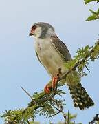 Pygmy Falcon