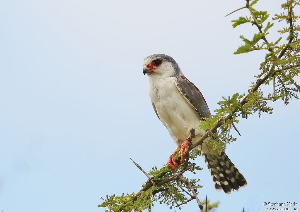 Pygmy Falconadult