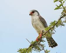 Pygmy Falcon