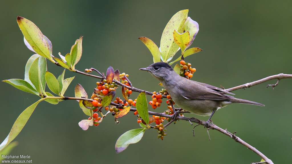 Eurasian Blackcap