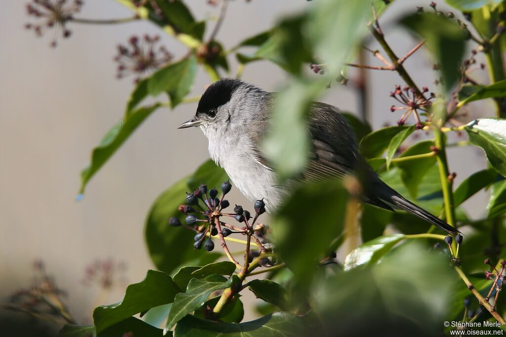 Eurasian Blackcap male adult