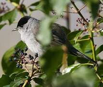 Eurasian Blackcap