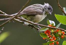 Eurasian Blackcap