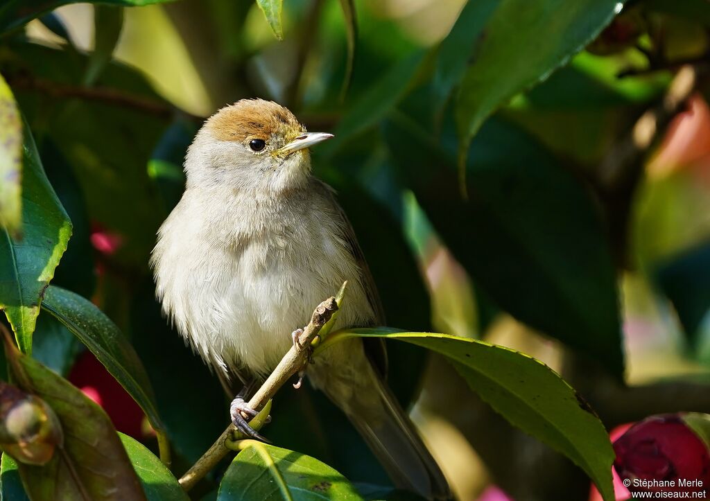 Eurasian Blackcap female adult