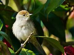 Eurasian Blackcap