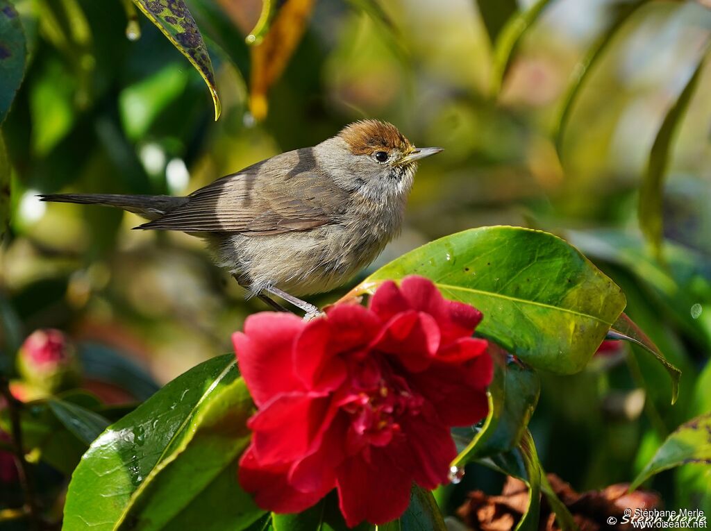 Eurasian Blackcap female adult