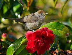 Eurasian Blackcap