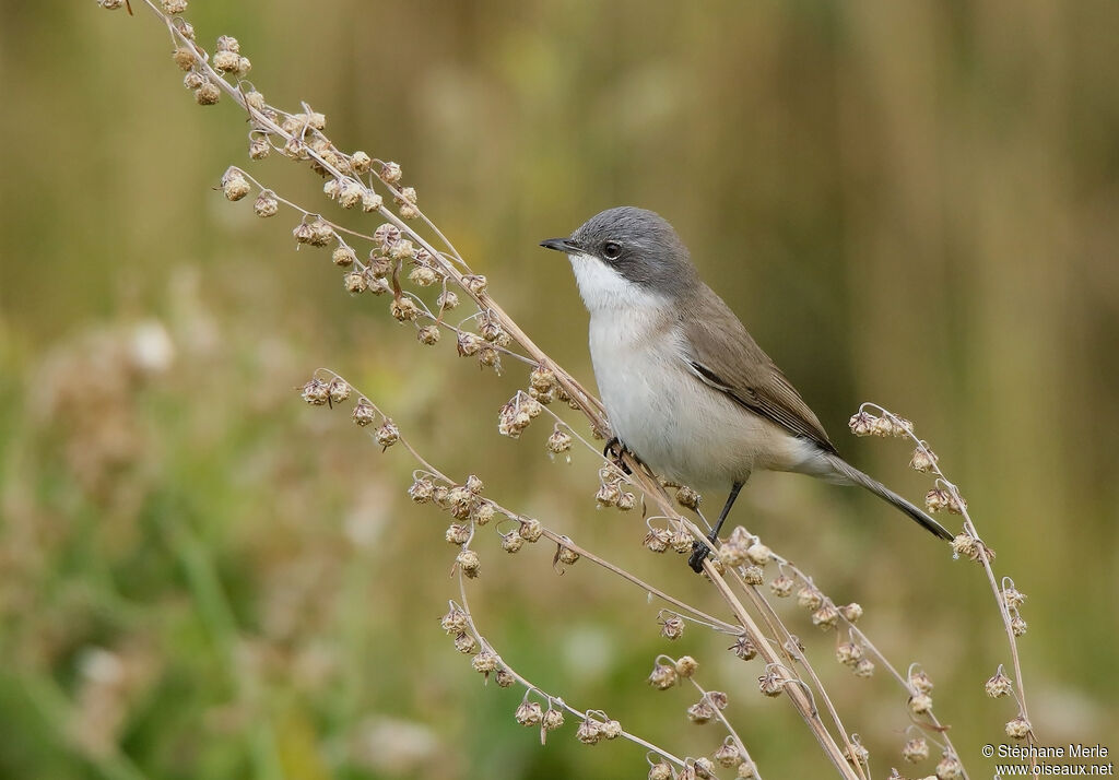 Fauvette babillardeadulte