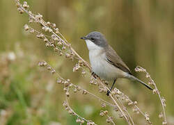 Lesser Whitethroat