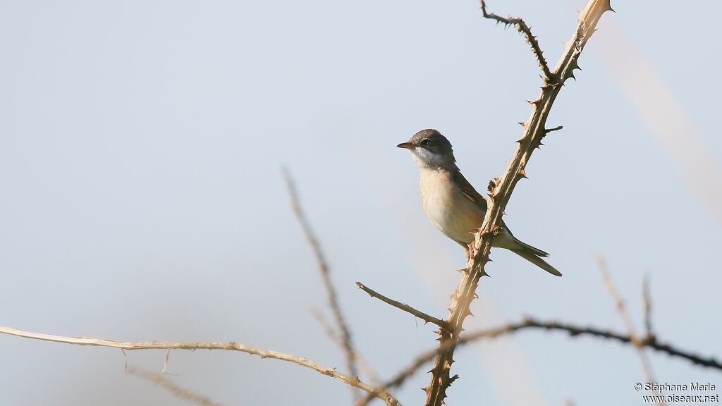 Common Whitethroatadult