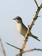 Common Whitethroat