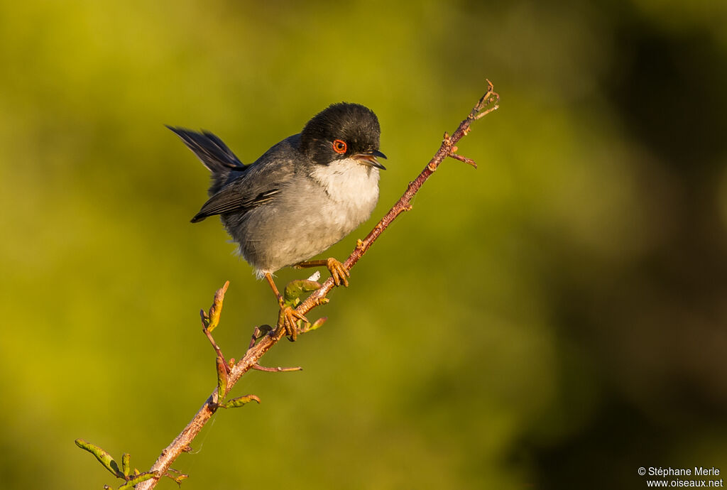 Sardinian Warbler male adult