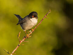 Sardinian Warbler