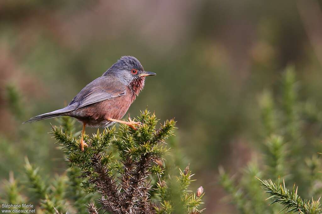 Dartford Warbler male adult breeding, habitat