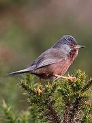 Dartford Warbler