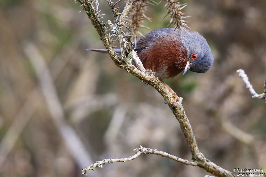 Dartford Warbler male adult