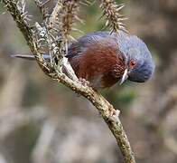 Dartford Warbler