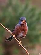 Dartford Warbler