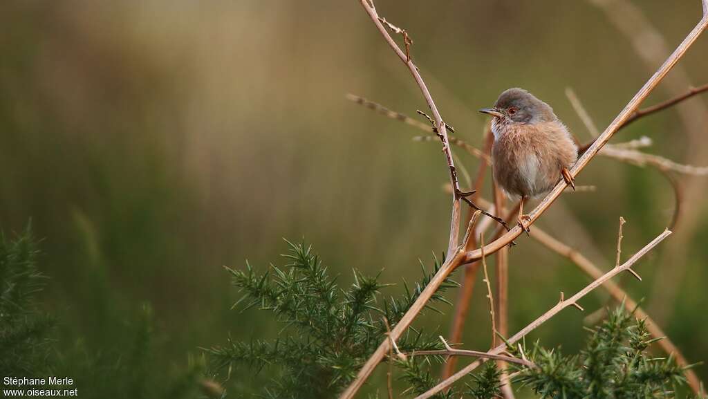 Dartford Warbler female adult post breeding