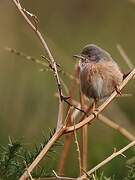 Dartford Warbler