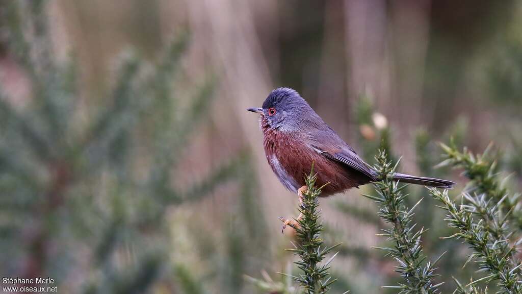 Dartford Warbler male adult breeding, identification