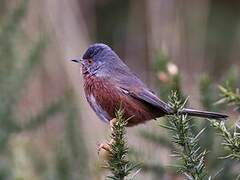 Dartford Warbler