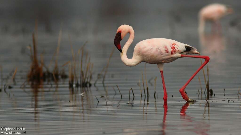 Lesser Flamingoadult, identification