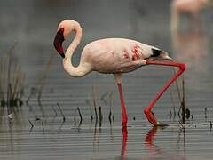 Lesser Flamingo