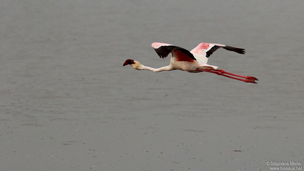 Lesser Flamingo