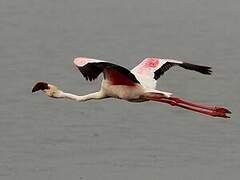 Lesser Flamingo